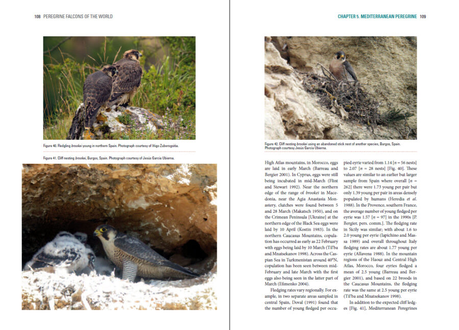 Pàgina de mostra Falcons pelegrins del món